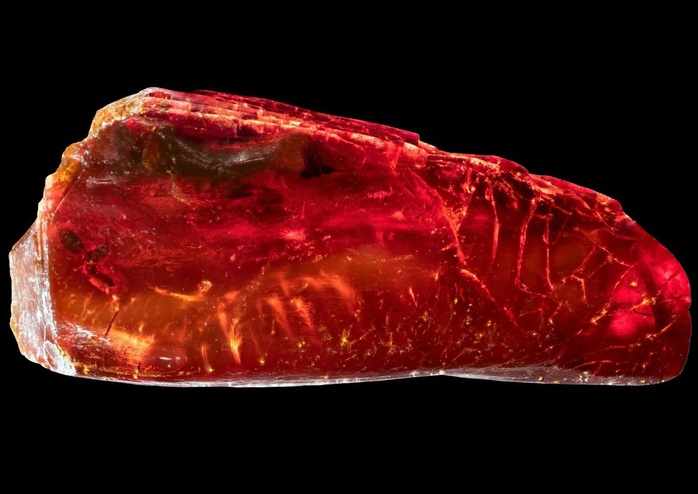 Sưu tập hổ ph&aacute;ch, đại thi h&agrave;o Đức "nhốt" sinh vật 40 triệu tuổi m&agrave; kh&ocirc;ng hay - Ảnh 1.