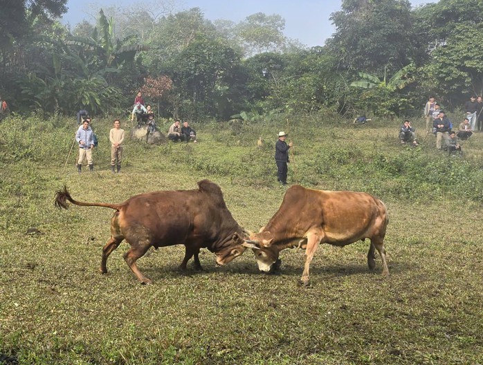 Ng&agrave;y xu&acirc;n, l&ecirc;n lưng chừng n&uacute;i xem người M&ocirc;ng chọi b&ograve; - Ảnh 6.