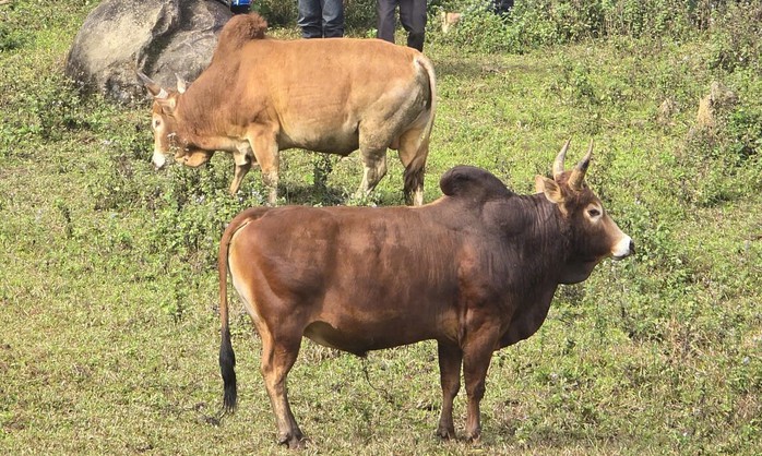 Ng&agrave;y xu&acirc;n, l&ecirc;n lưng chừng n&uacute;i xem người M&ocirc;ng chọi b&ograve; - Ảnh 2.