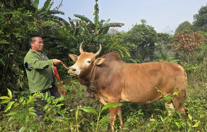 Ng&agrave;y xu&acirc;n, l&ecirc;n lưng chừng n&uacute;i xem người M&ocirc;ng chọi b&ograve; - Ảnh 3.