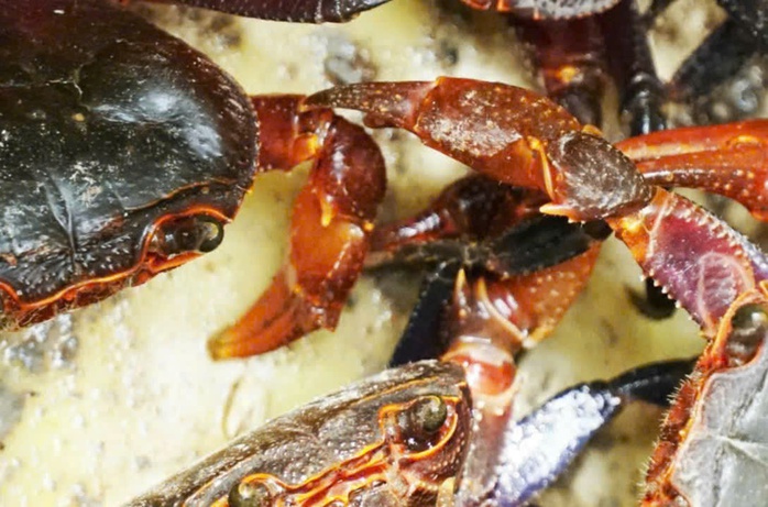 L&yacute; do mắm cua n&uacute;i gi&aacute; 800 . 000 Đồng / kg v&agrave; sự hấp dẫn của đặc sản An Giang - Ảnh 3.