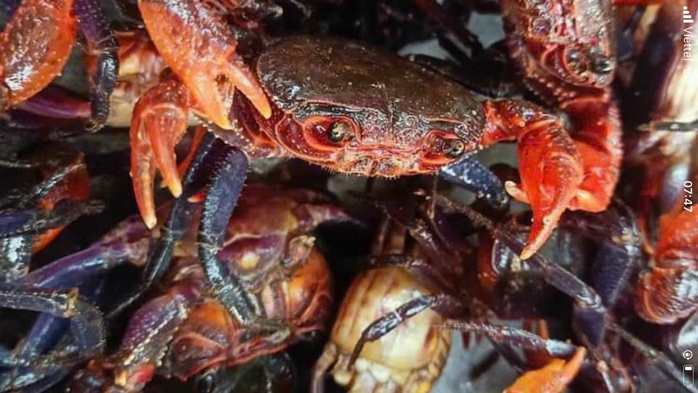 L&yacute; do mắm cua n&uacute;i gi&aacute; 800 . 000 Đồng / kg v&agrave; sự hấp dẫn của đặc sản An Giang - Ảnh 4.