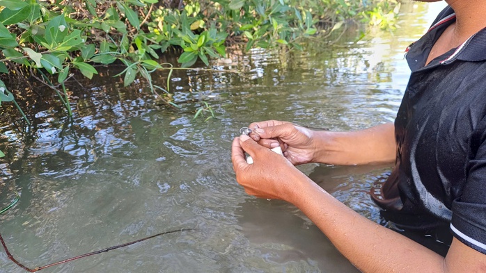 VIDEO: Mò hang cấm lịch ở Cà Mau - Ảnh 4.