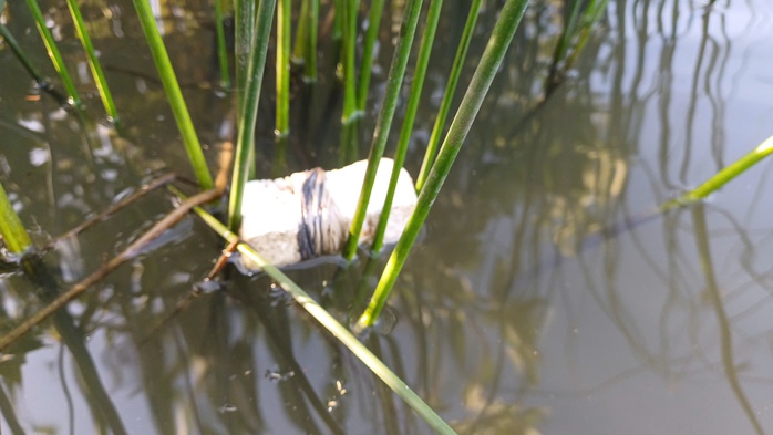 VIDEO: Mò hang cấm lịch ở Cà Mau - Ảnh 6.