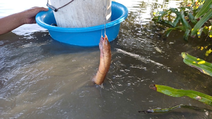 VIDEO: Mò hang cấm lịch ở Cà Mau - Ảnh 9.
