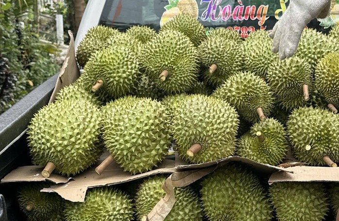 Giá sầu riêng tăng cao chót vót đầu năm 2026 , tiềm năng thị trường Trung Quốc - Ảnh 2. Giá sầu riêng tăng cao chót vót đầu năm 2026 , tiềm năng thị trường Trung Quốc - Ảnh 2.