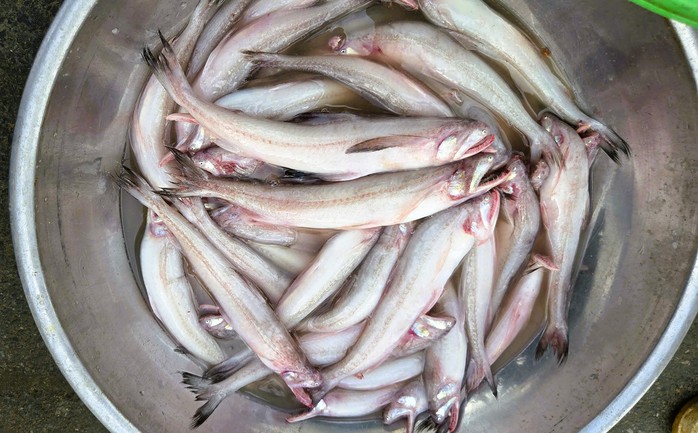 Gần 1 triệu đồng/kg c&aacute; khoai, ngư d&acirc;n hồ hởi "x&ocirc;ng biển" ng&agrave;y đầu năm mới - Ảnh 1.