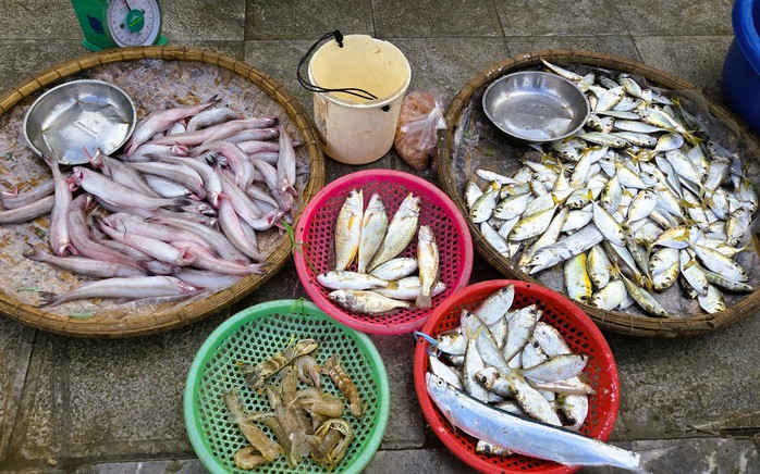 Gần 1 triệu đồng/kg c&aacute; khoai, ngư d&acirc;n hồ hởi "x&ocirc;ng biển" ng&agrave;y đầu năm mới - Ảnh 4.