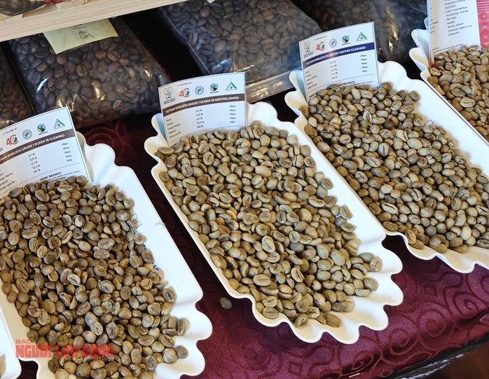 Gi&aacute; c&agrave; ph&ecirc; h&ocirc;m nay 24 - 2 giảm mạnh , &ocirc;ng lớn c&agrave; ph&ecirc; than gi&aacute; cao - Ảnh 2.