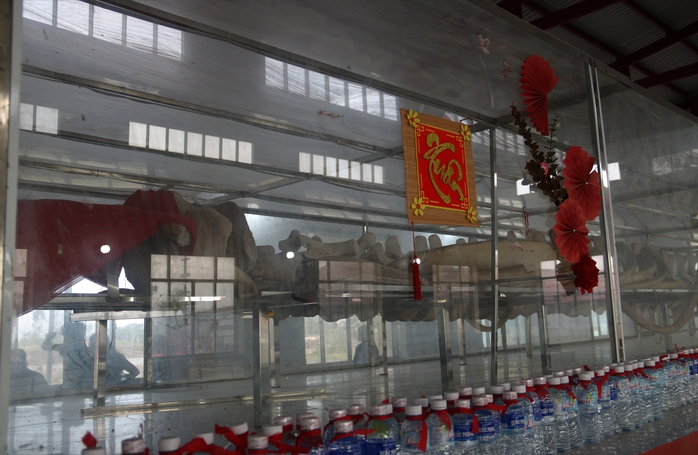 Hàng ngàn người dự lễ hội Nghinh Ông tại Cà Mau chiêm ngưỡng bộ ngọc cốt cá voi 15 tấn - Ảnh 2. Hàng ngàn người dự lễ hội Nghinh Ông tại Cà Mau chiêm ngưỡng bộ ngọc cốt cá voi 15 tấn - Ảnh 2.