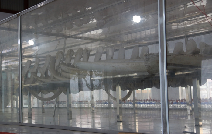 Hàng ngàn người dự lễ hội Nghinh Ông tại Cà Mau chiêm ngưỡng bộ ngọc cốt cá voi 15 tấn - Ảnh 3. Hàng ngàn người dự lễ hội Nghinh Ông tại Cà Mau chiêm ngưỡng bộ ngọc cốt cá voi 15 tấn - Ảnh 3.