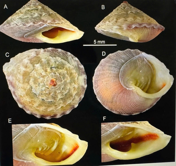 Ghi nhận hàng nghìn lòai qúy hiếm tại Phong Nha - Kẻ Bàng năm 2026 - Ảnh 1. Ghi nhận hàng nghìn lòai qúy hiếm tại Phong Nha - Kẻ Bàng năm 2026 - Ảnh 1.