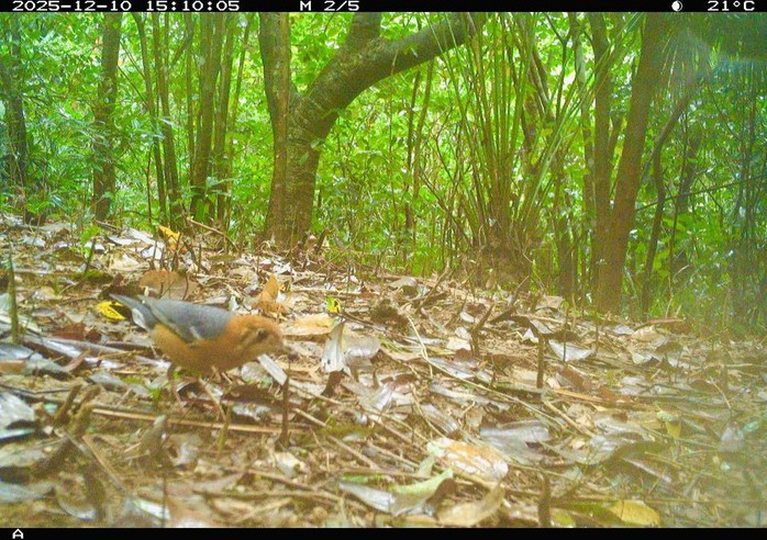 Ph&aacute;t hiện động vật q&uacute;y hiếm ở Mỹ Sơn Đ&agrave; Nẵng: Bảo tồn v&agrave; đa dạng sinh học - Ảnh 15.