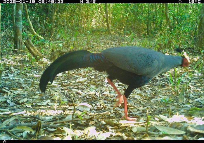 Ph&aacute;t hiện động vật q&uacute;y hiếm ở Mỹ Sơn Đ&agrave; Nẵng: Bảo tồn v&agrave; đa dạng sinh học - Ảnh 12.