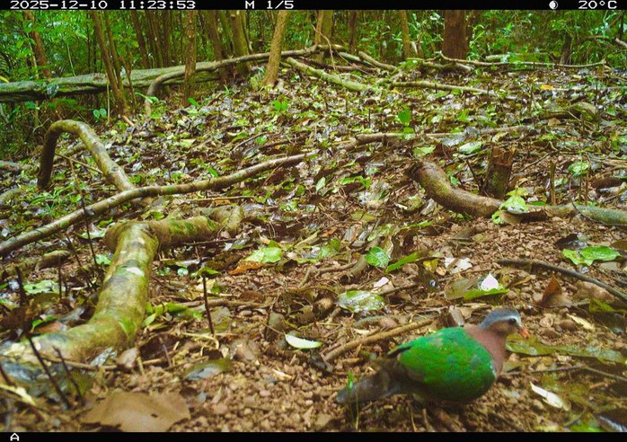 Ph&aacute;t hiện động vật q&uacute;y hiếm ở Mỹ Sơn Đ&agrave; Nẵng: Bảo tồn v&agrave; đa dạng sinh học - Ảnh 14.