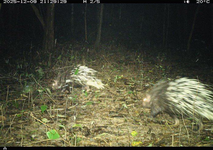 Ph&aacute;t hiện động vật q&uacute;y hiếm ở Mỹ Sơn Đ&agrave; Nẵng: Bảo tồn v&agrave; đa dạng sinh học - Ảnh 4.