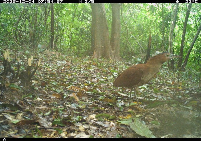 Ph&aacute;t hiện động vật q&uacute;y hiếm ở Mỹ Sơn Đ&agrave; Nẵng: Bảo tồn v&agrave; đa dạng sinh học - Ảnh 11.