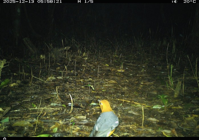 Ph&aacute;t hiện động vật q&uacute;y hiếm ở Mỹ Sơn Đ&agrave; Nẵng: Bảo tồn v&agrave; đa dạng sinh học - Ảnh 13.