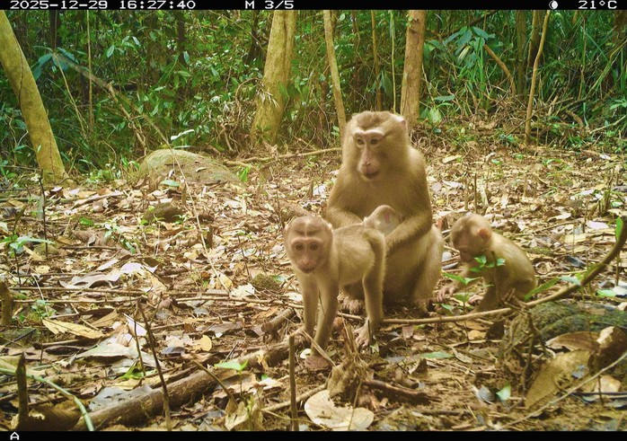 Ph&aacute;t hiện động vật q&uacute;y hiếm ở Mỹ Sơn Đ&agrave; Nẵng: Bảo tồn v&agrave; đa dạng sinh học - Ảnh 8.