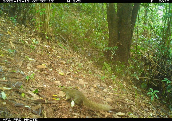 Ph&aacute;t hiện động vật q&uacute;y hiếm ở Mỹ Sơn Đ&agrave; Nẵng: Bảo tồn v&agrave; đa dạng sinh học - Ảnh 6.