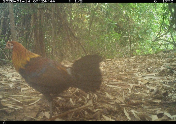 Ph&aacute;t hiện động vật q&uacute;y hiếm ở Mỹ Sơn Đ&agrave; Nẵng: Bảo tồn v&agrave; đa dạng sinh học - Ảnh 9.