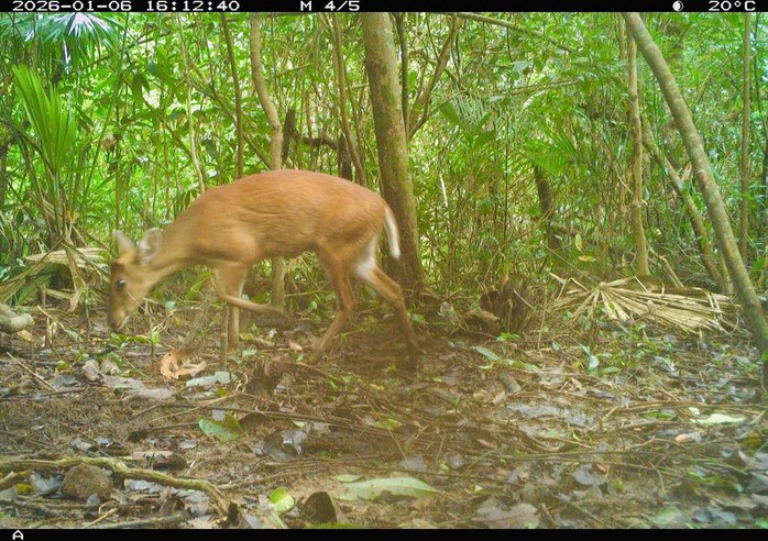 Ph&aacute;t hiện động vật q&uacute;y hiếm ở Mỹ Sơn Đ&agrave; Nẵng: Bảo tồn v&agrave; đa dạng sinh học - Ảnh 7.