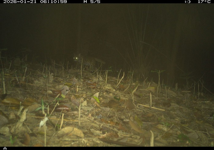 Ph&aacute;t hiện động vật q&uacute;y hiếm ở Mỹ Sơn Đ&agrave; Nẵng: Bảo tồn v&agrave; đa dạng sinh học - Ảnh 1.