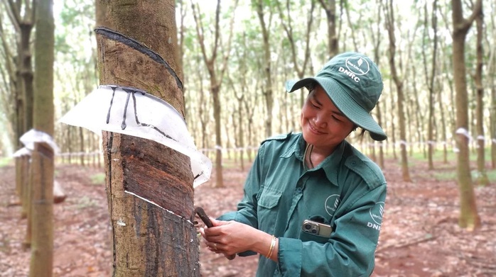 Lợi nhuận cao su Đồng Nai đạt 736 tỉ đồng, thu nhập bình quân 16 triệu đồng/người/tháng - Ảnh 4.