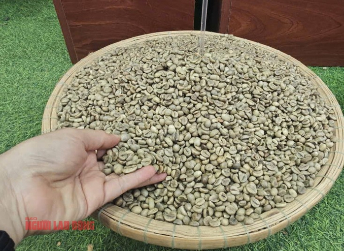 Gi&aacute; c&agrave; ph&ecirc; h&ocirc;m nay 4-2: Lao dốc khủng khiếp - Ảnh 1.