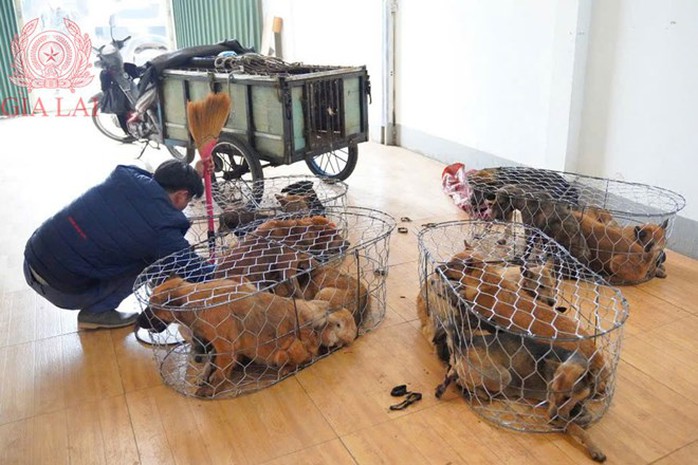 Băng trộm 5.200 con ch&oacute;, thu lợi bất ch&iacute;nh 2,6 tỉ đồng bị c&ocirc;ng an triệt ph&aacute; - Ảnh 3.