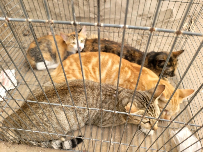 C&ocirc;ng an TPHCM bắt nh&oacute;m trộm m&egrave;o , điều tra vụ &aacute;n nghi&ecirc;m trọng năm 2026 - Ảnh 2.