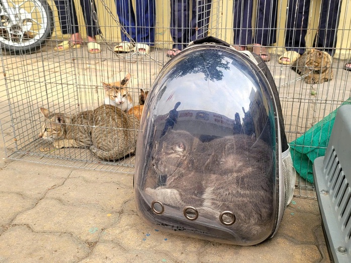 C&ocirc;ng an TPHCM bắt nh&oacute;m trộm m&egrave;o , điều tra vụ &aacute;n nghi&ecirc;m trọng năm 2026 - Ảnh 3.