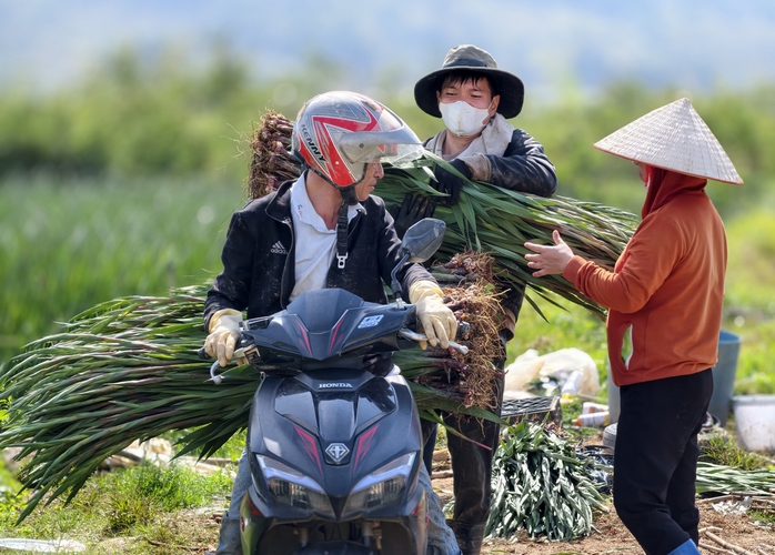 Hoa lay - ơn Lâm Đồng: Vào mùa thu hoạch Tết 2026 đầy sắc màu - Ảnh 1. Hoa lay - ơn Lâm Đồng: Vào mùa thu hoạch Tết 2026 đầy sắc màu - Ảnh 1.