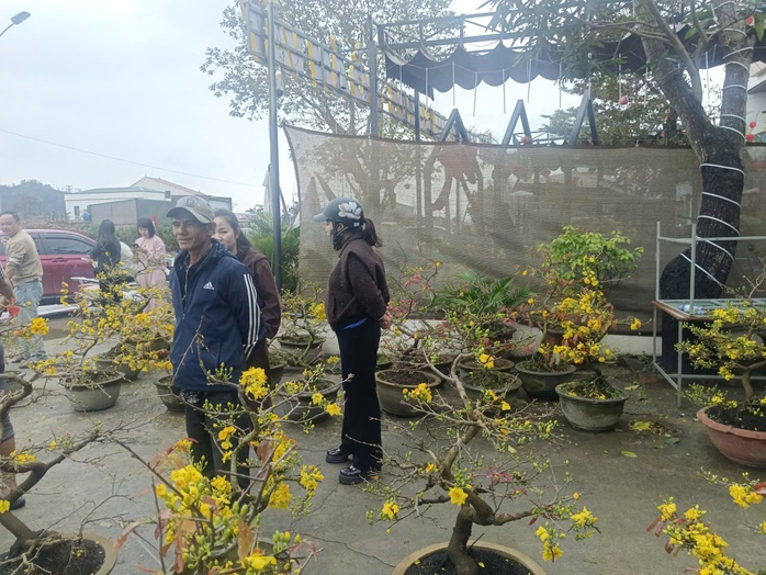 Người d&acirc;n Nghệ An ủng hộ người đ&agrave;n &ocirc;ng b&aacute;n mai Tết sau vụ bị lừa - Ảnh 5.