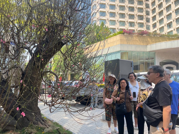 Đ&agrave;o cổ thụ tiền trăm triệu h&uacute;t kh&aacute;ch sớm ở chợ hoa TP HCM  - Ảnh 1.