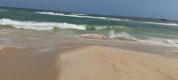 X&aacute;c c&aacute; voi "khủng" dạt v&agrave;o bờ biển Quảng Trị - Ảnh 1.