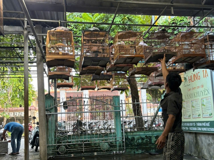 Nu&ocirc;i chim cảnh hợp ph&aacute;p tại Huế: Những Điều cần biết v&agrave; quy định mới năm 2026 - Ảnh 1.