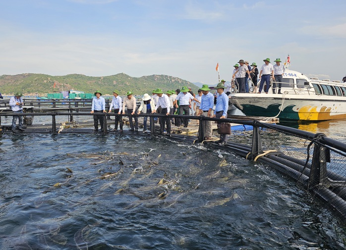 Nu&ocirc;i biển c&ocirc;ng nghệ cao khởi sắc - Ảnh 1.