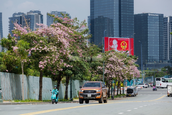 VIDEO: Con đường hoa k&egrave;n hồng l&atilde;ng mạn tại TPHCM - Ảnh 1.