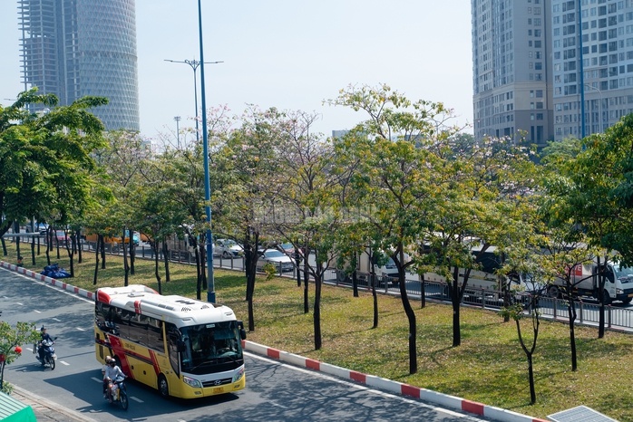 VIDEO: Con đường hoa k&egrave;n hồng l&atilde;ng mạn tại TPHCM - Ảnh 2.