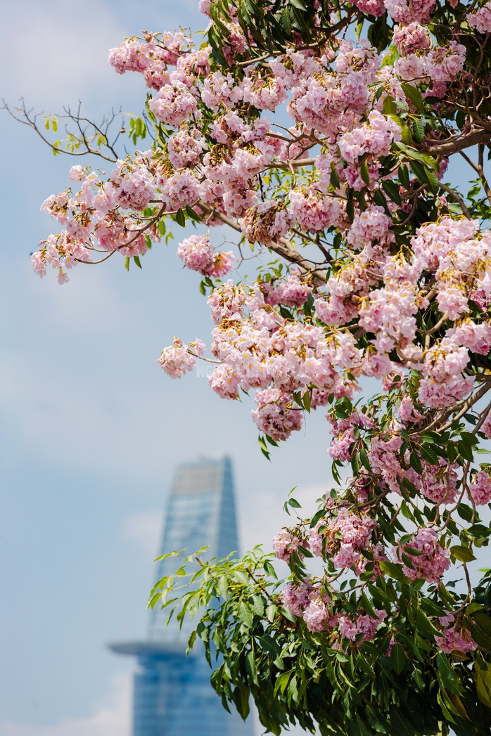 VIDEO: Con đường hoa k&egrave;n hồng l&atilde;ng mạn tại TPHCM - Ảnh 6.