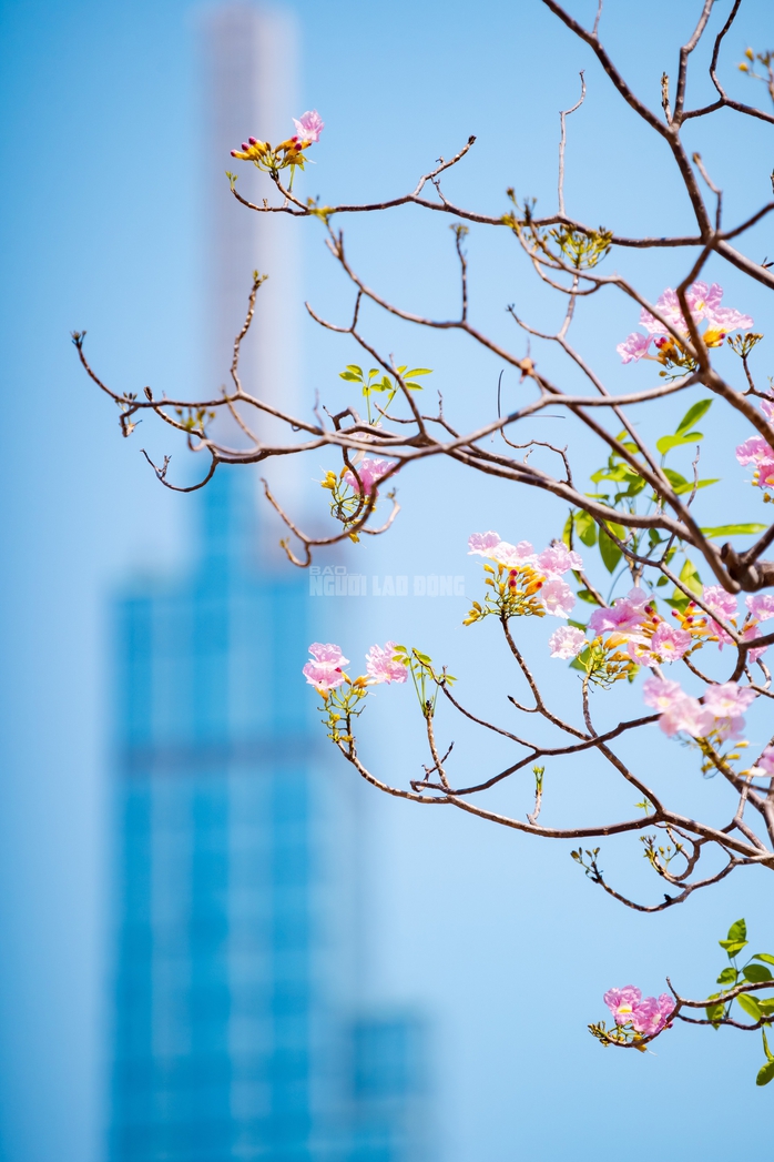 VIDEO: Con đường hoa k&egrave;n hồng l&atilde;ng mạn tại TPHCM - Ảnh 7.