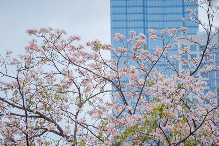 VIDEO: Con đường hoa k&egrave;n hồng l&atilde;ng mạn tại TPHCM - Ảnh 10.