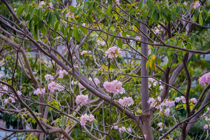 VIDEO: Con đường hoa k&egrave;n hồng l&atilde;ng mạn tại TPHCM - Ảnh 11.