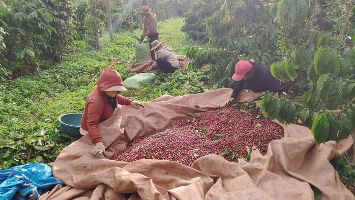 Hương c&agrave; ph&ecirc; trong nh&agrave; d&agrave;i &Ecirc; đ&ecirc; - Ảnh 2.