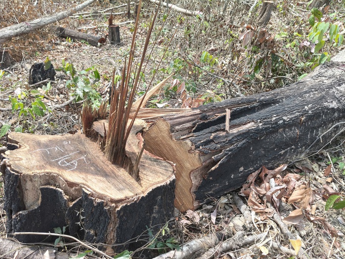 Gia Lai xử lý nghiêm vụ phá rừng biên giới tại tiểu khu 930 - Ảnh 2.