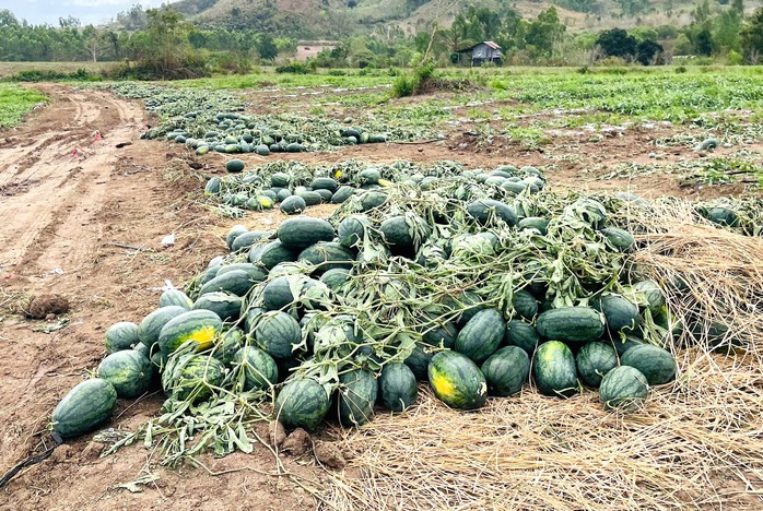 Giá dưa hấu giảm sâu 2026 khiến nông dân thua lỗ nặng nề - Ảnh 4. Giá dưa hấu giảm sâu 2026 khiến nông dân thua lỗ nặng nề - Ảnh 4.