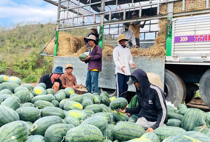 Giá dưa hấu giảm sâu 2026 khiến nông dân thua lỗ nặng nề - Ảnh 1. Giá dưa hấu giảm sâu 2026 khiến nông dân thua lỗ nặng nề - Ảnh 1.