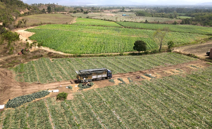 Giá dưa hấu giảm sâu 2026 khiến nông dân thua lỗ nặng nề - Ảnh 3. Giá dưa hấu giảm sâu 2026 khiến nông dân thua lỗ nặng nề - Ảnh 3.