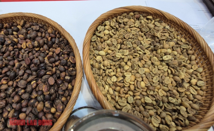 Giá cà phê hôm nay 16 - 3: Tình hình và dự báo thị trường cà phê 2026 - Ảnh 3. Giá cà phê hôm nay 16 - 3: Tình hình và dự báo thị trường cà phê 2026 - Ảnh 3.